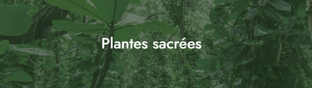 Amazonia Sagrada